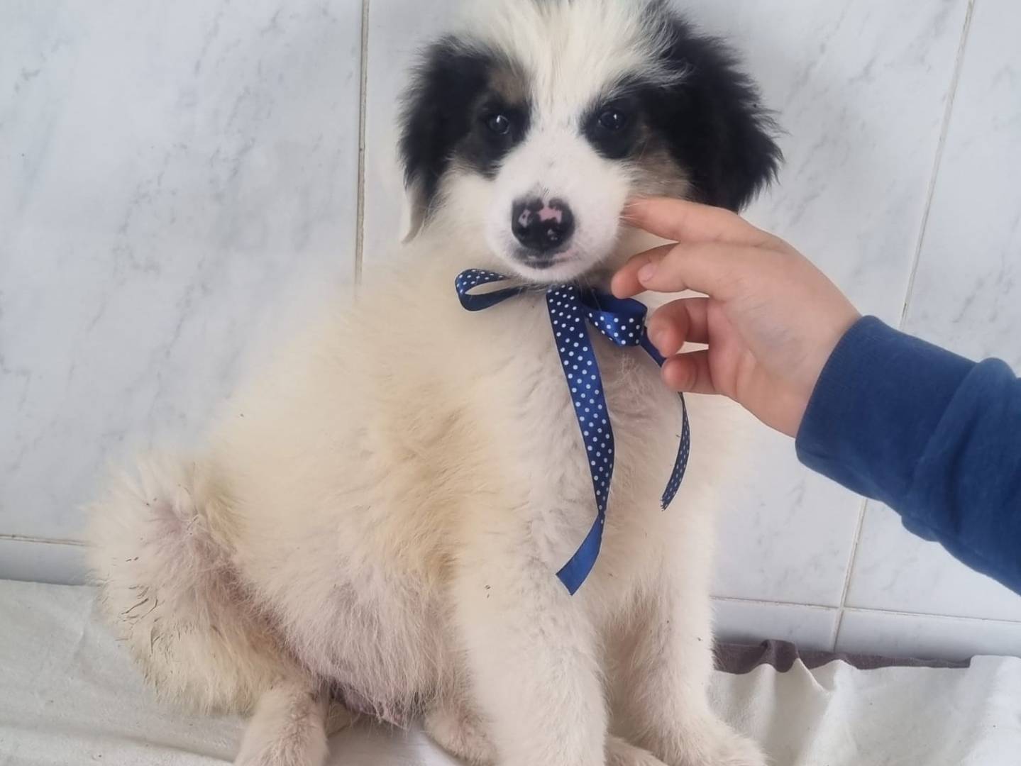 Adotta il cane Phard a Taranto