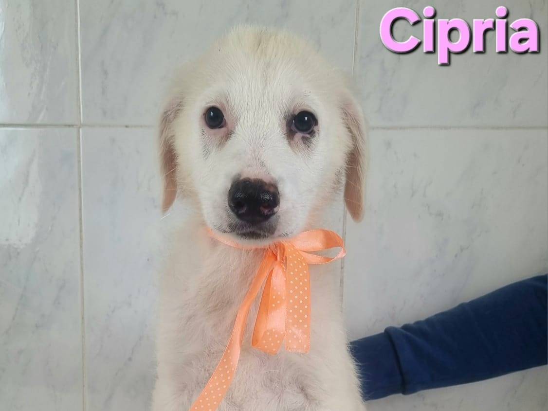Adotta un cane, taglia media, femmina, Taranto