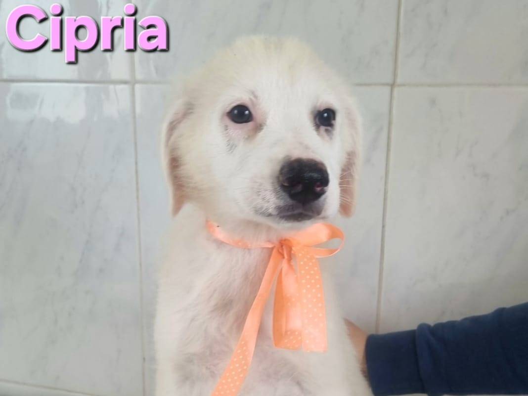 Vuoi adottare un cane a Taranto?