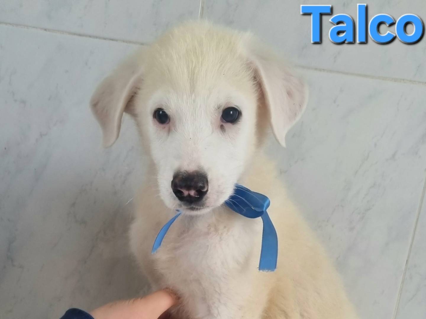 Adotta un cane, maschio, 2 mesi, Taranto