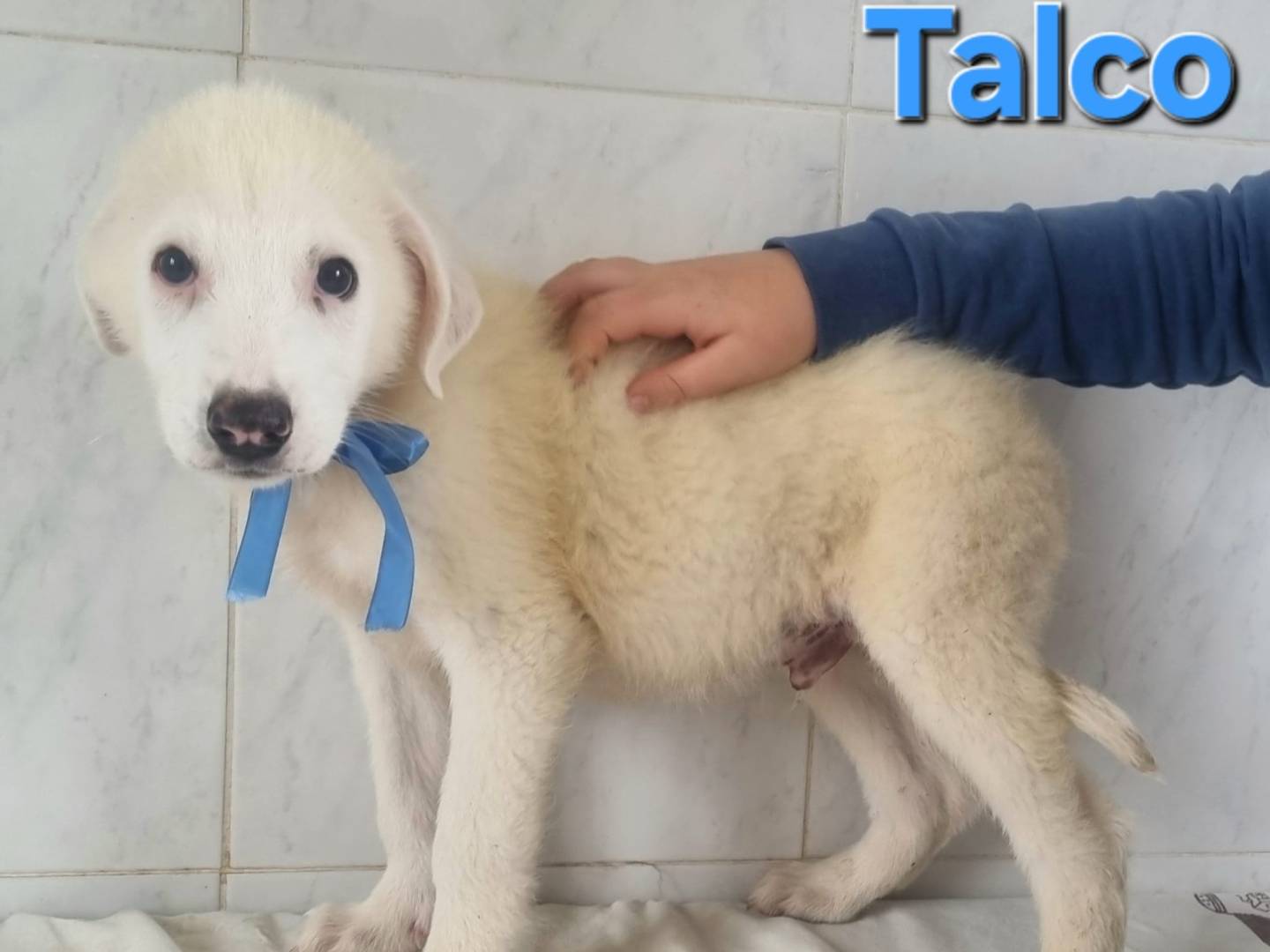 Adotta un cane, taglia media, maschio, Taranto