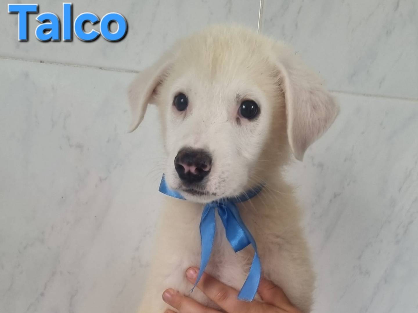 Vuoi adottare un cane a Taranto?