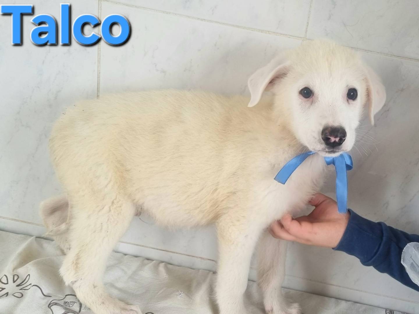 Adotta il cane Talco a Taranto