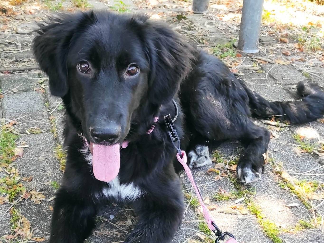 Adotta un cane, femmina, 5 mesi, Milano
