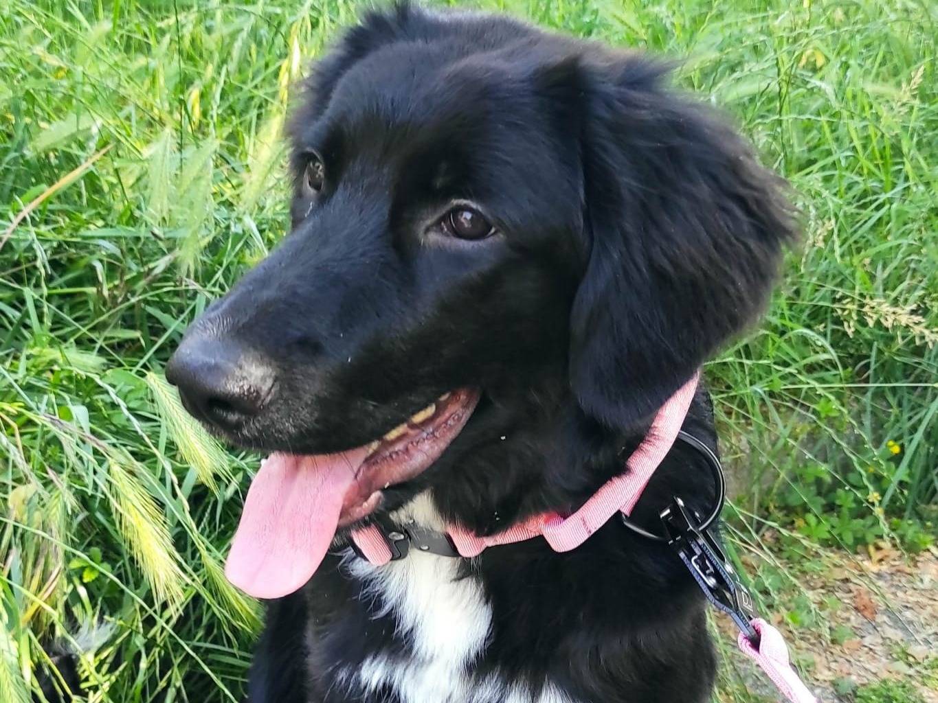 Adotta un cane, taglia media, femmina, Milano