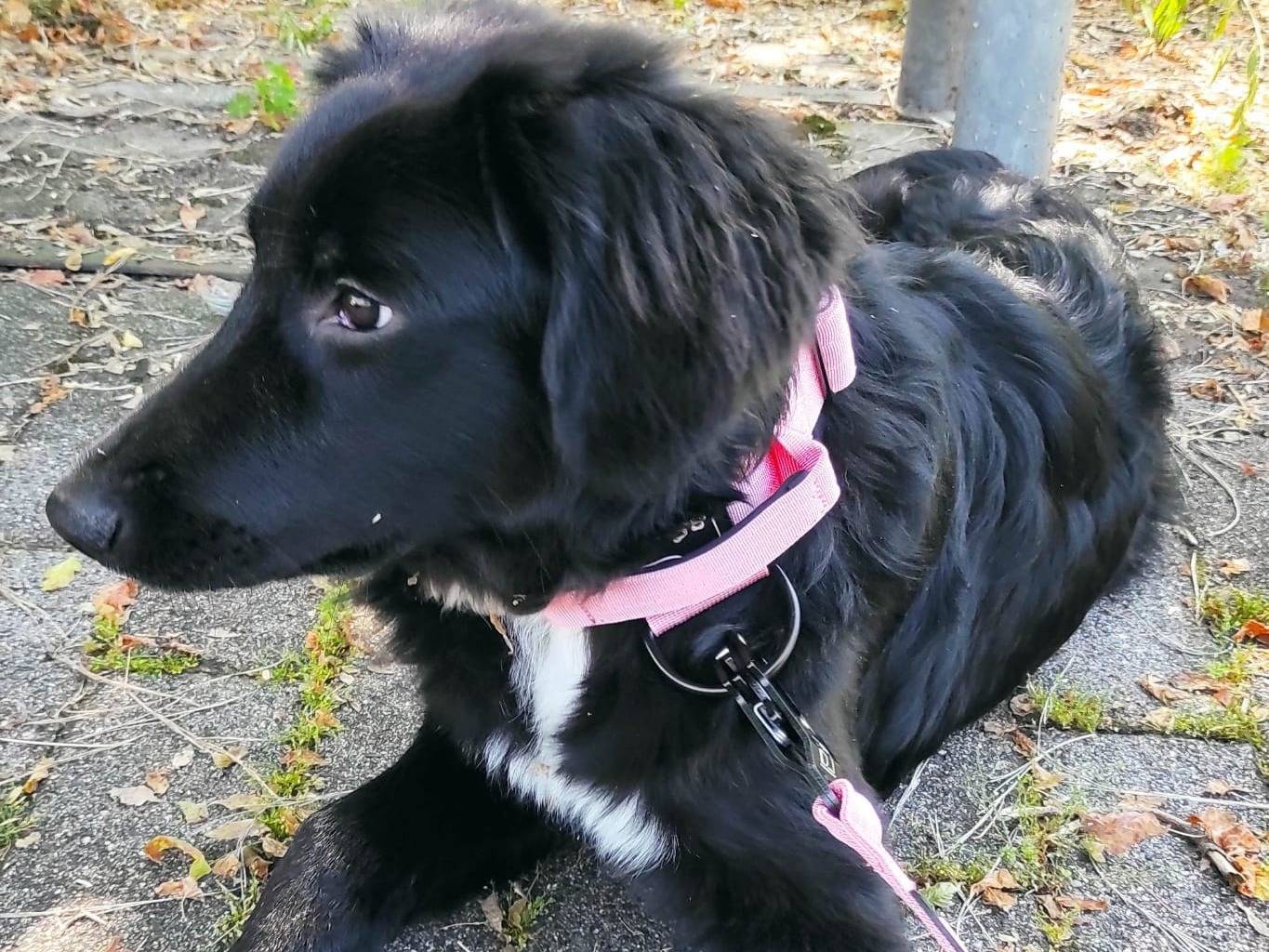 Vuoi adottare un cane a Milano?