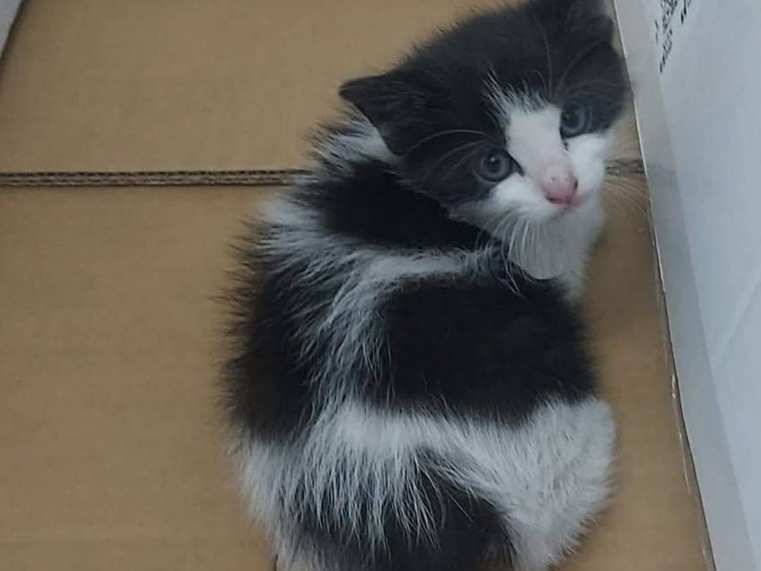 Foto dell'animale