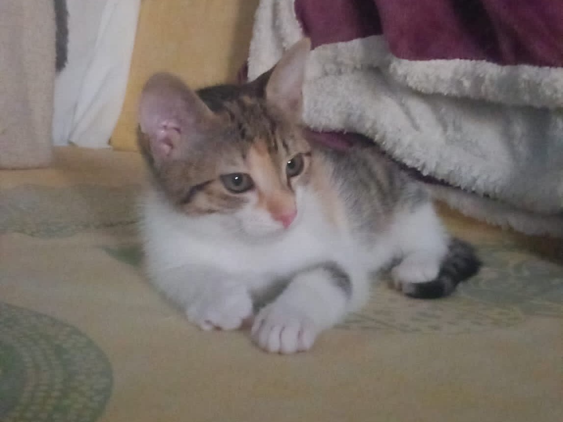 Foto dell'animale