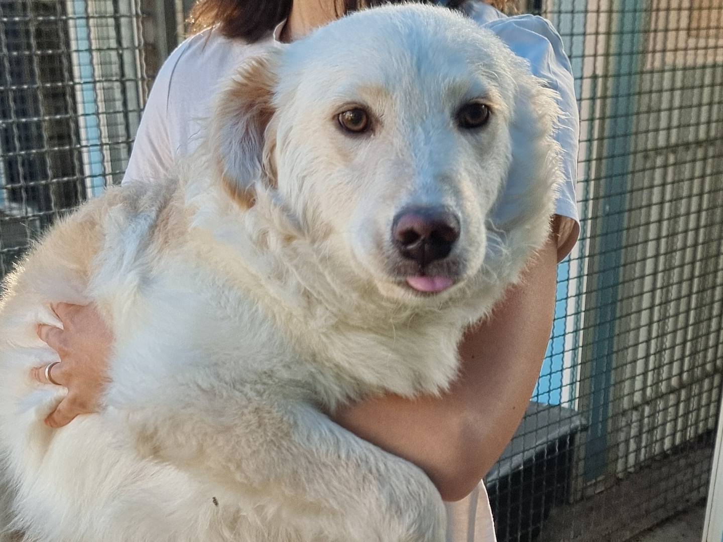 Foto dell'animale