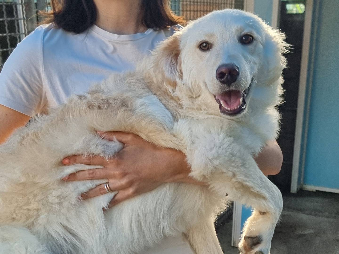 Adotta un cane, maschio, 5 mesi, Pavia