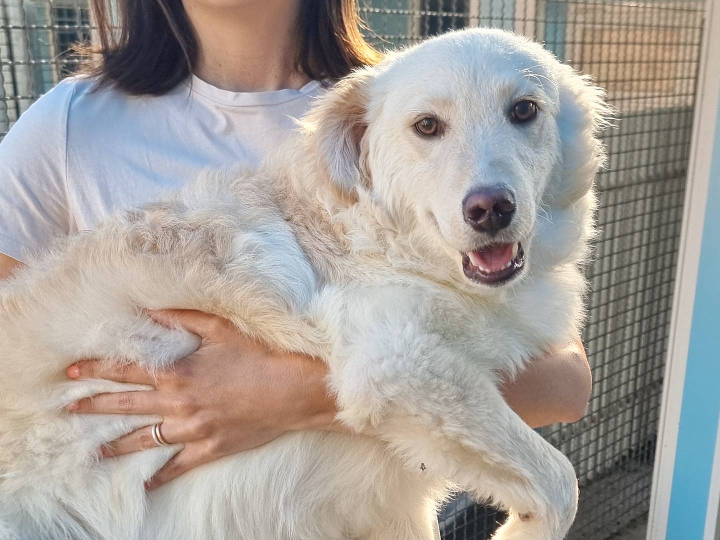 Adotta un cane, taglia media contenuta, maschio, Pavia