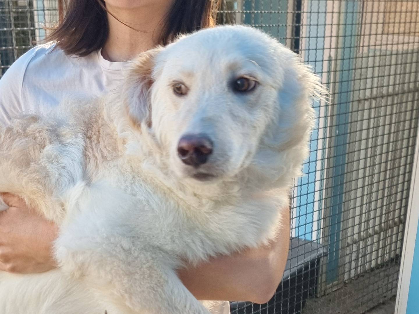 Vuoi adottare un cane a Pavia?