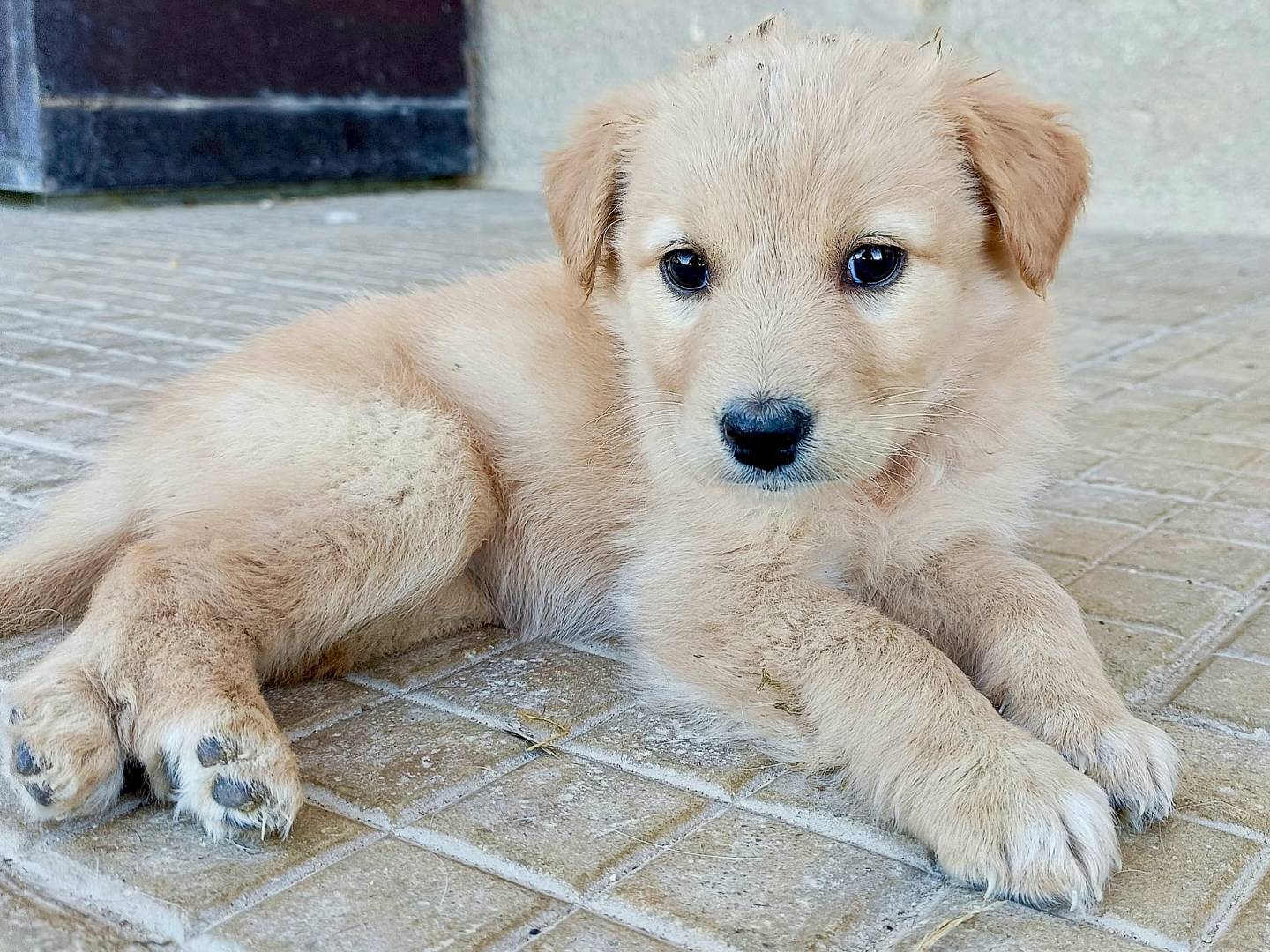 Foto dell'animale