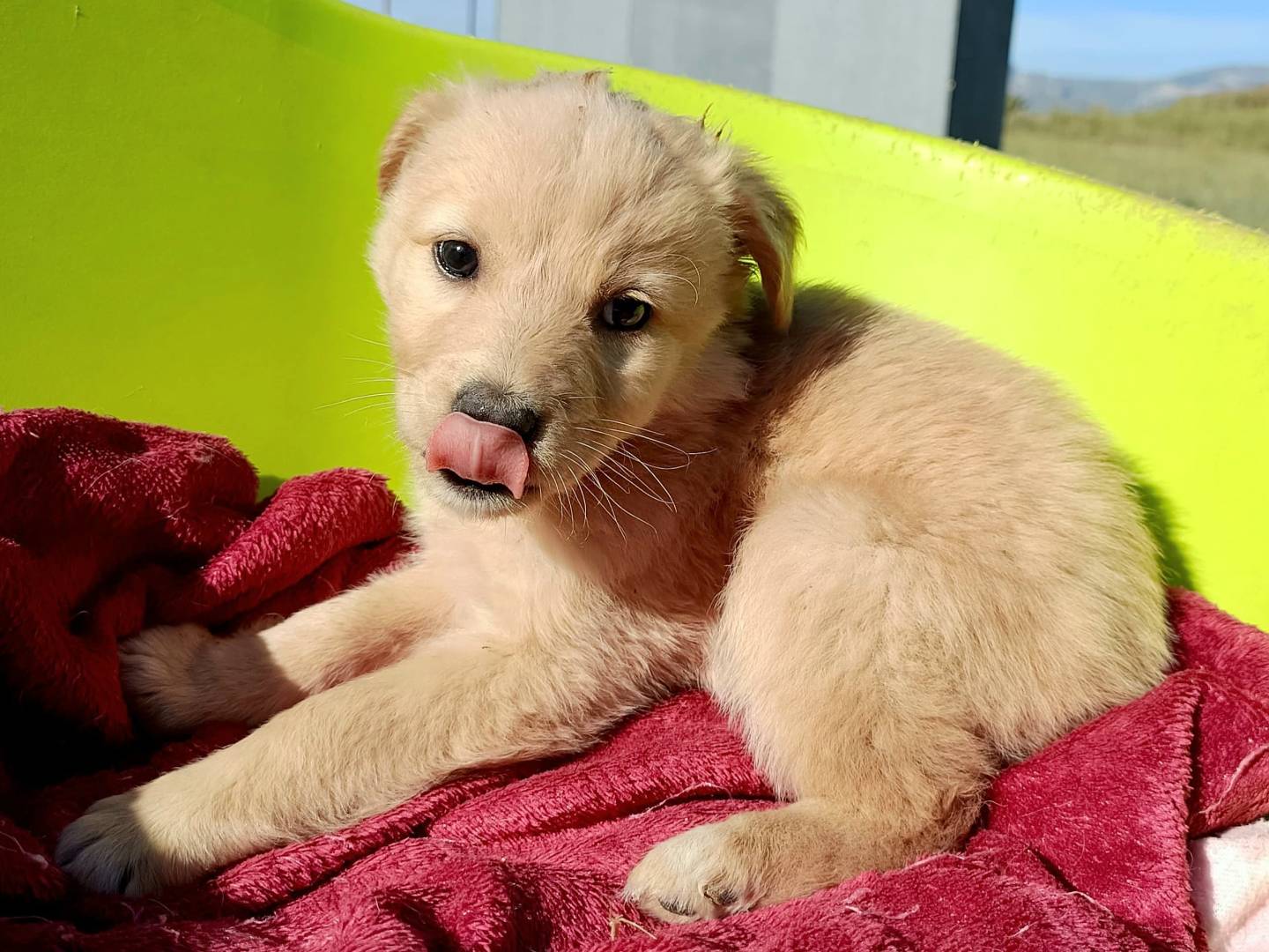 Adotta un cane, femmina, 1 mesi, Palermo