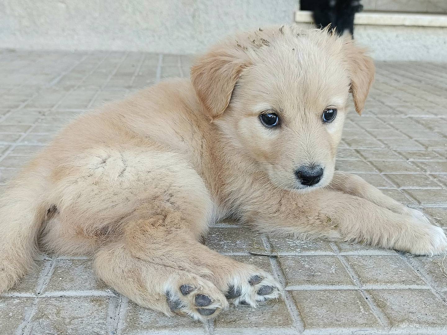 Adotta un cane, taglia media, femmina, Palermo