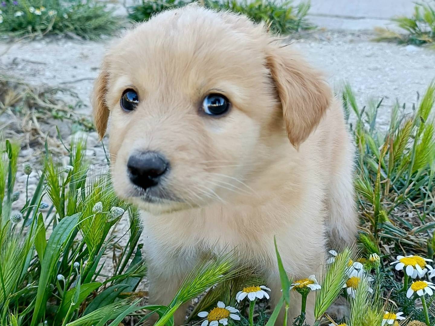 Vuoi adottare un cane a Palermo?