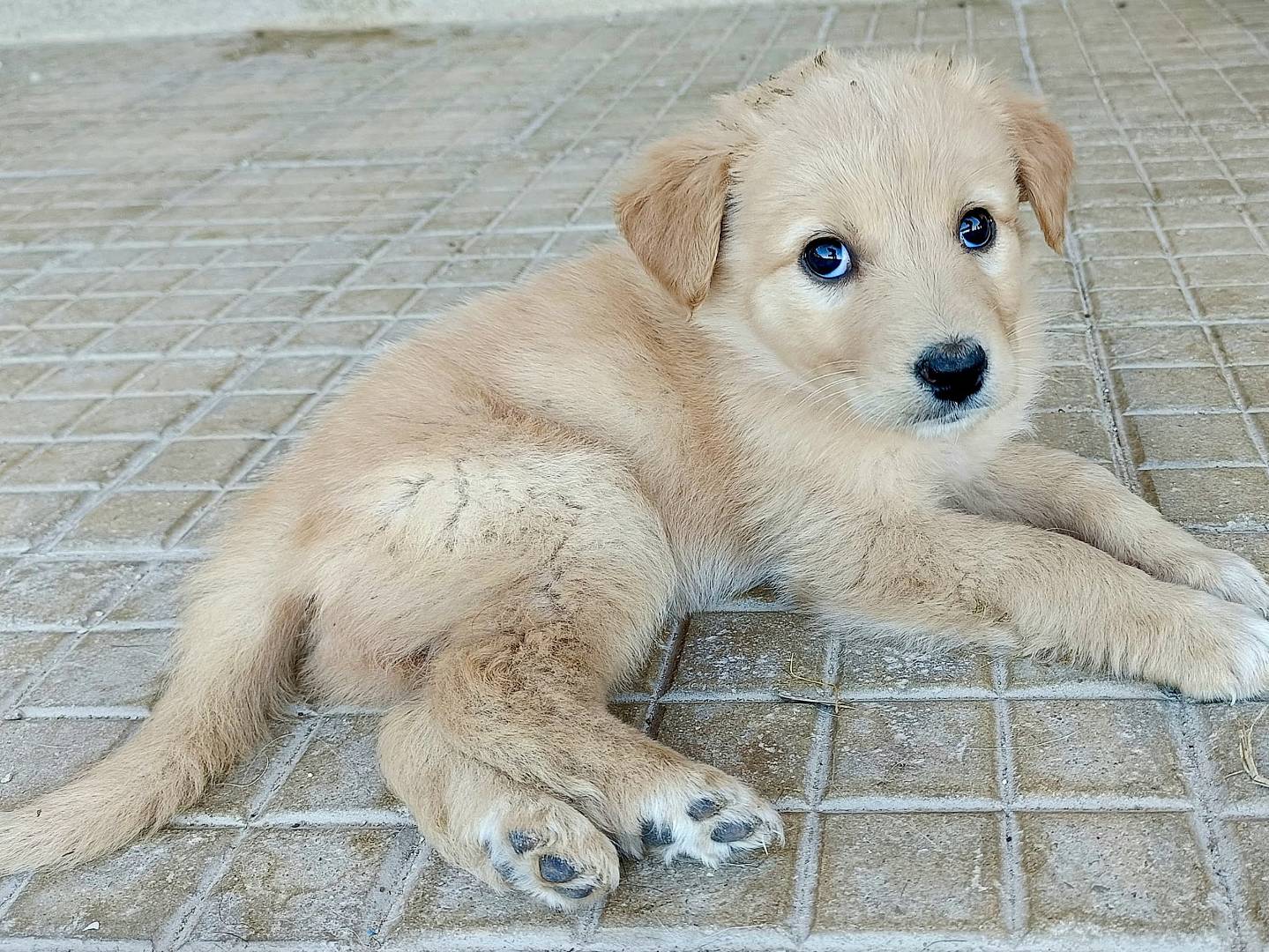 Adotta il cane Soda a Palermo