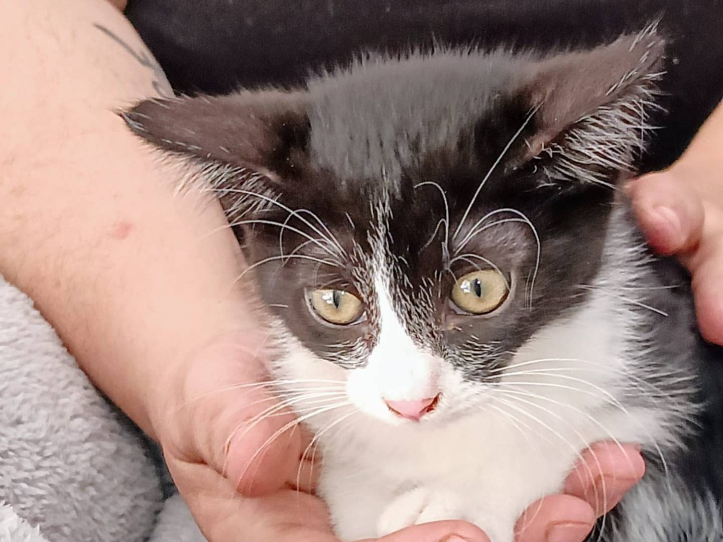 Adotta un gatto, taglia non valida, femmina, Trapani