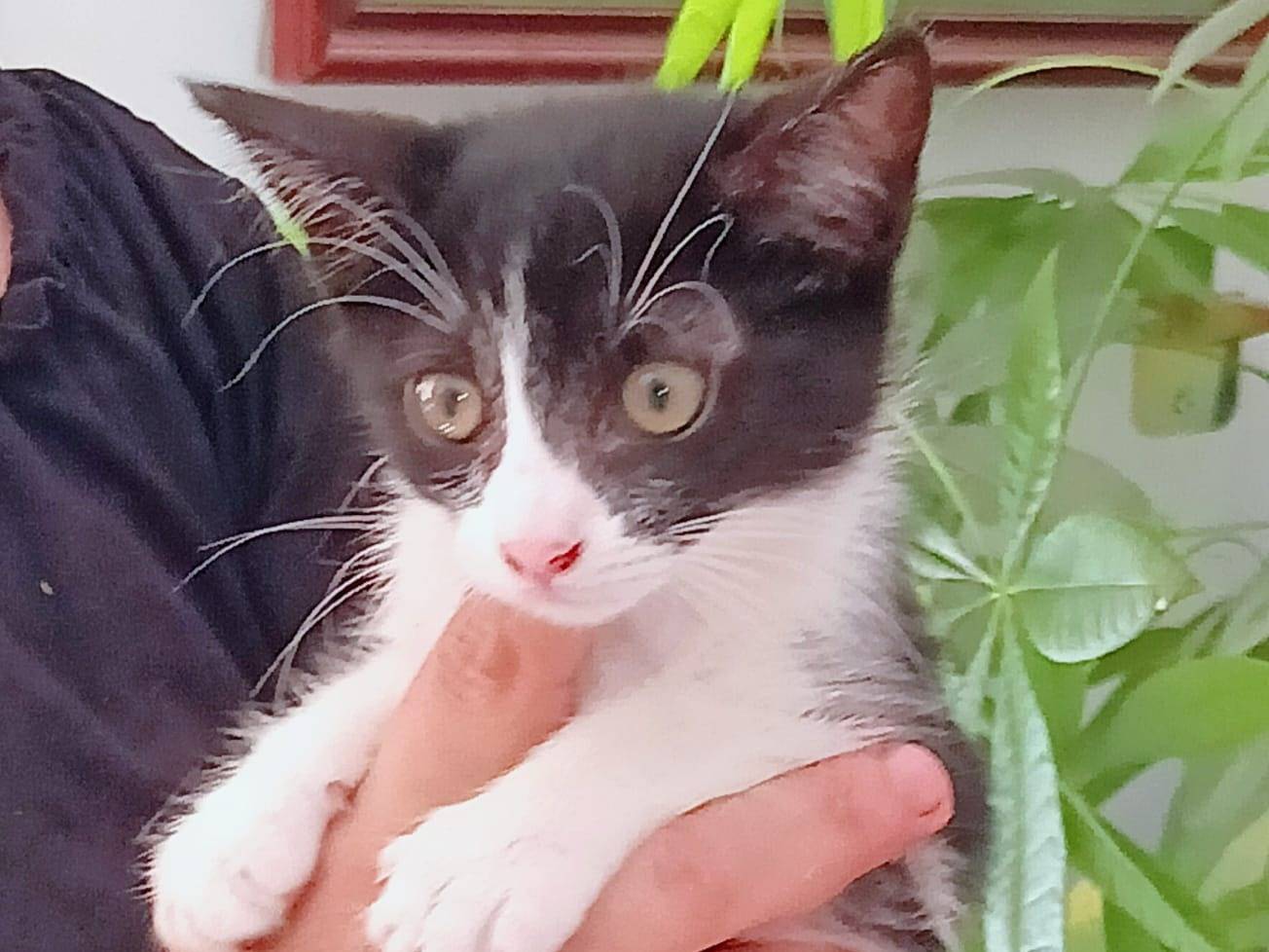 Vuoi adottare un gatto a Trapani?