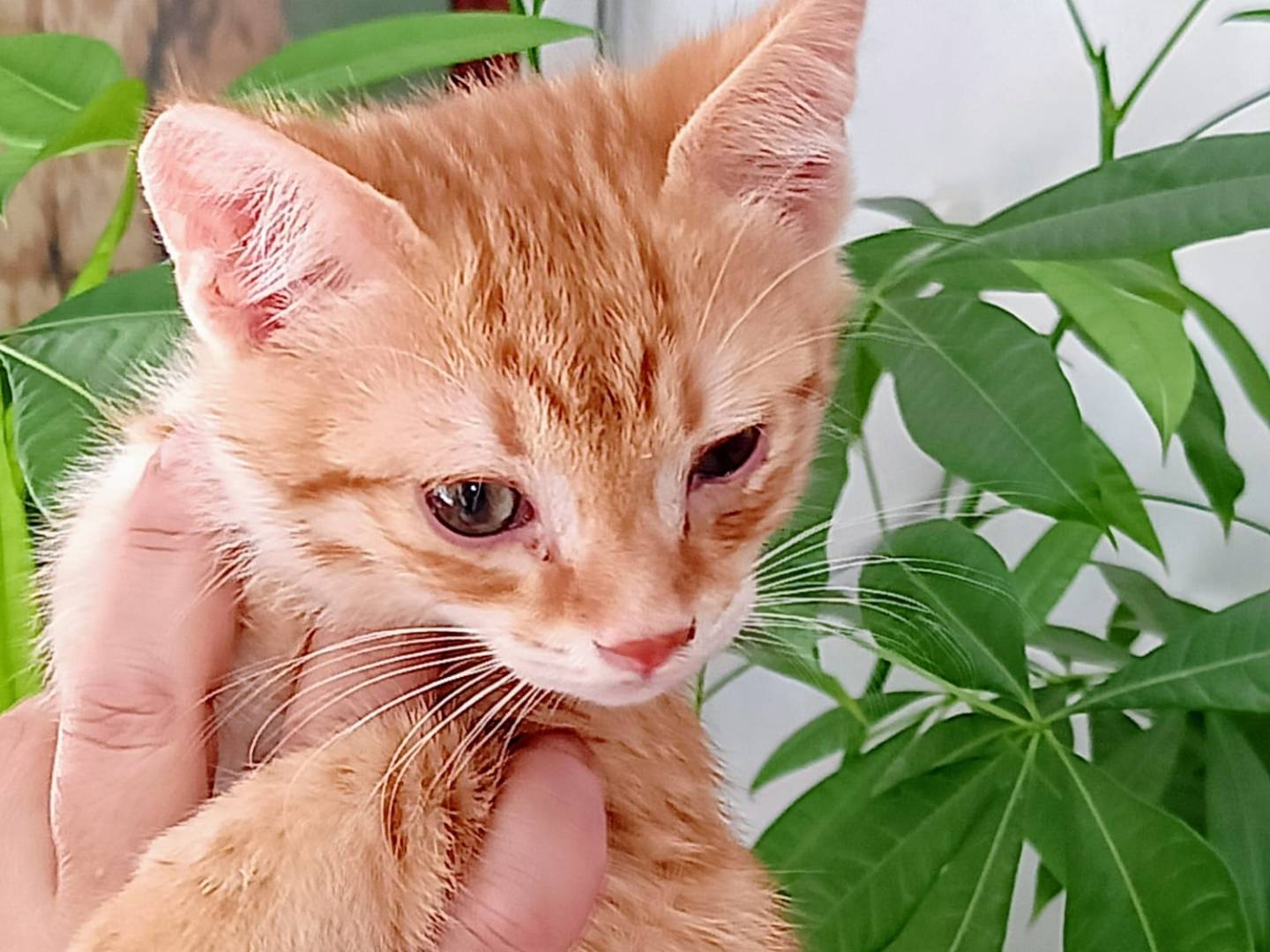 Adotta un gatto, maschio, 5 mesi, Trapani