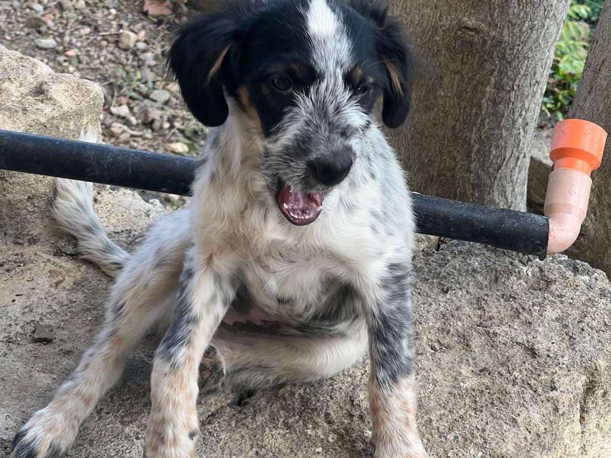 Adotta un cane, femmina, 4 mesi, Catania