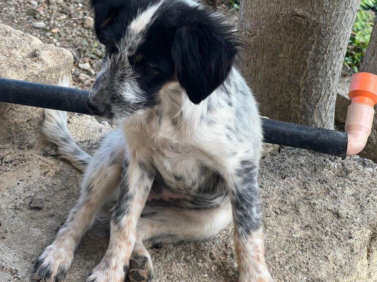 Adotta un cane, taglia media contenuta, femmina, Catania