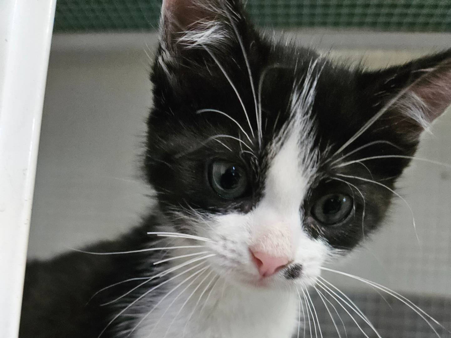 Adozione gatto, maschio, Razza sconosciuta Razza sconosciuta, 1 mesi, taglia non valida, Milano