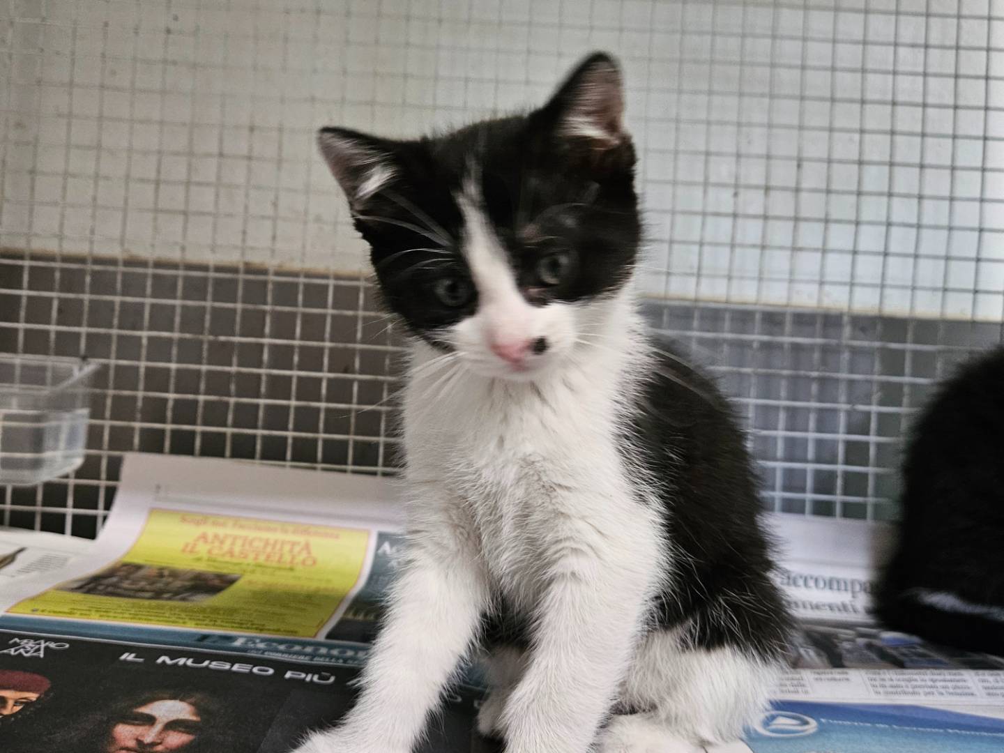 Adotta un gatto, taglia non valida, maschio, Milano