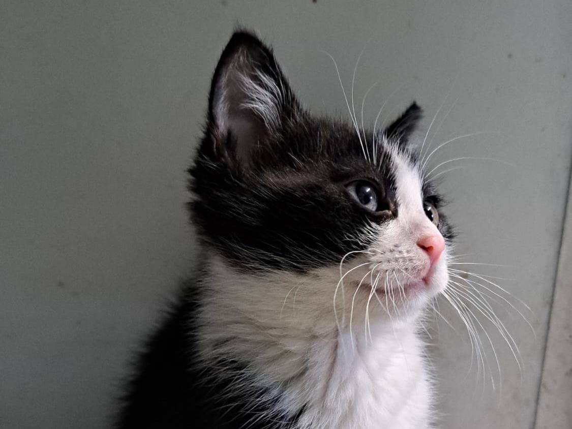 Adotta un gatto, maschio, 1 mesi, Milano