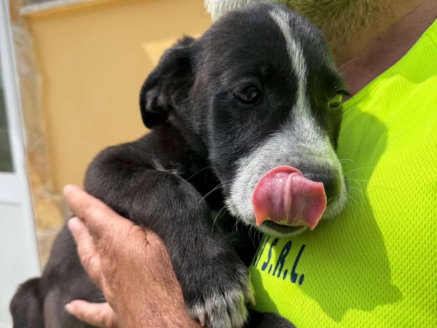 Adotta un cane, femmina, 3 mesi, Matera