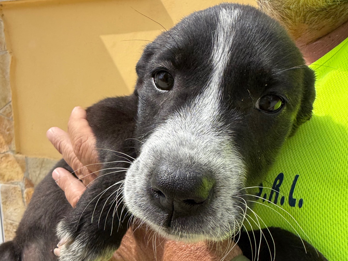 Adotta un cane, taglia media, femmina, Matera