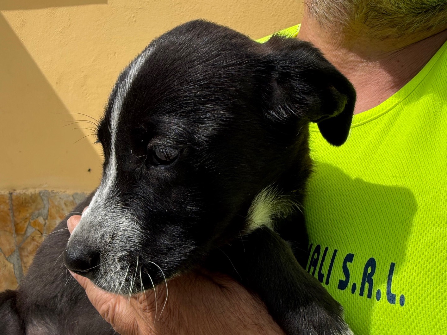 Vuoi adottare un cane a Matera?