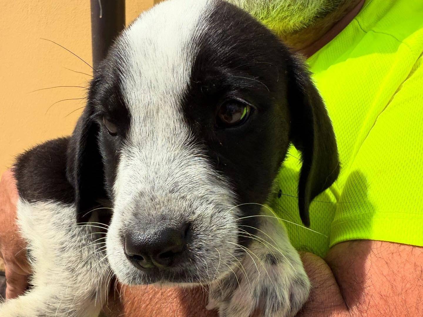Vuoi adottare un cane a Matera?
