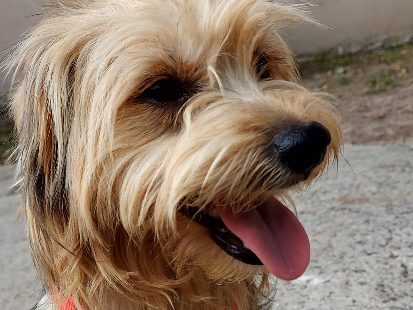Adotta un cane, maschio, 2 anni  e 1 mese, Cagliari
