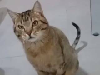 Foto dell'animale