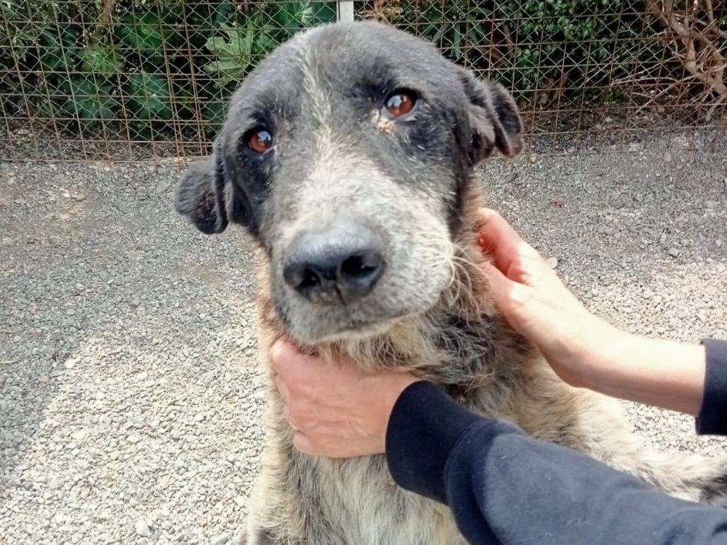 Adozione cane, maschio, Razza sconosciuta Razza sconosciuta, 9 anni e 1 mese, taglia media, Crotone