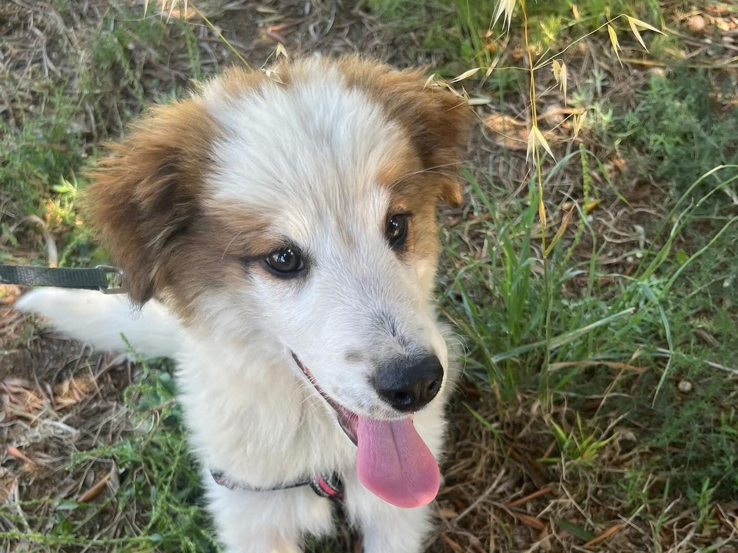 Adotta un gatto, taglia non valida, maschio, Siracusa