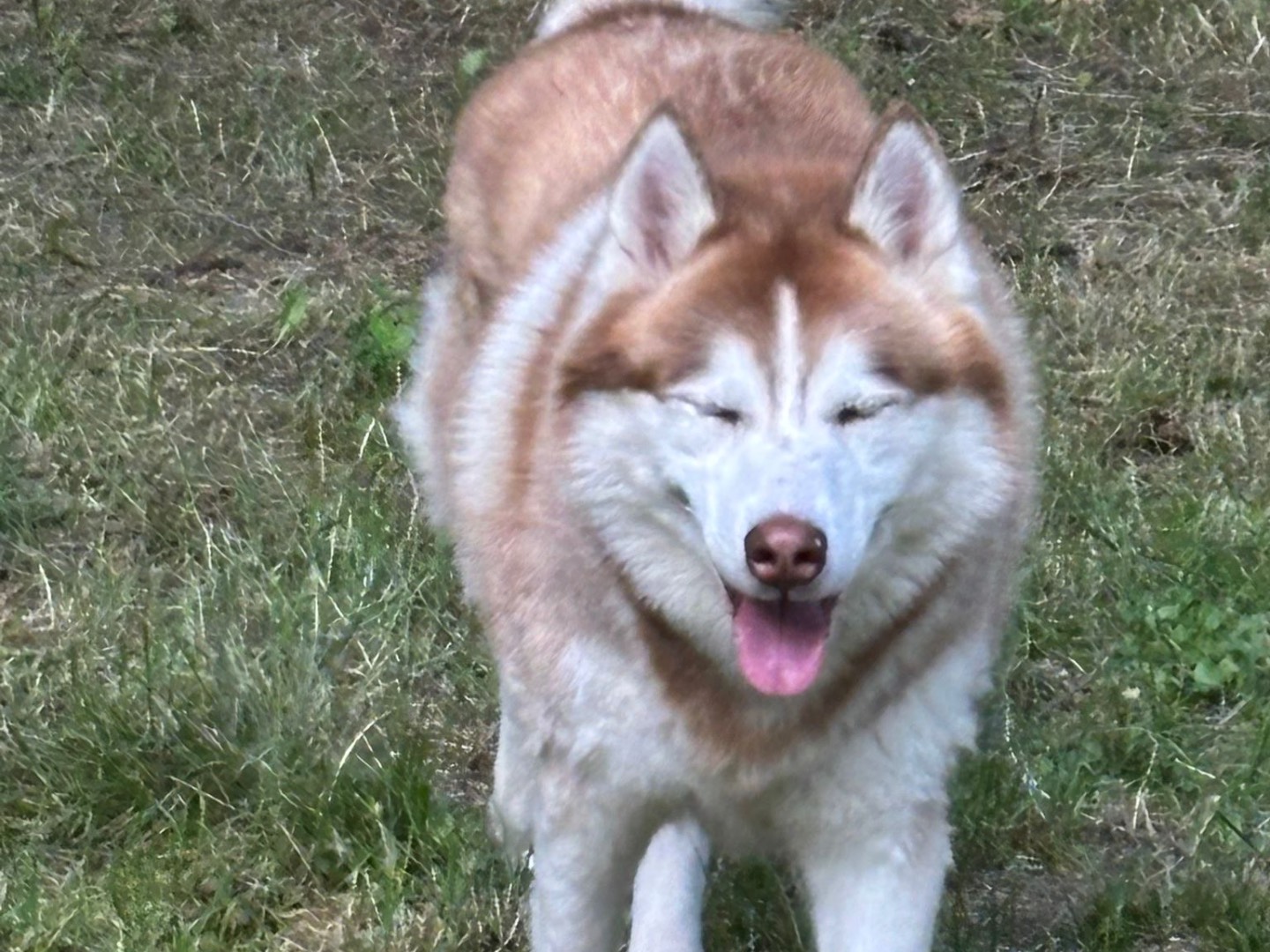 Adotta un cane, maschio, 7 anni  e 1 mese, Milano