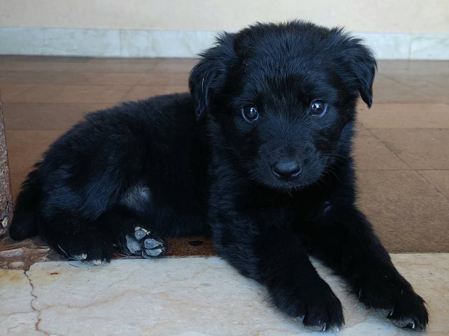 Adotta un cane, femmina, 2 mesi, Palermo