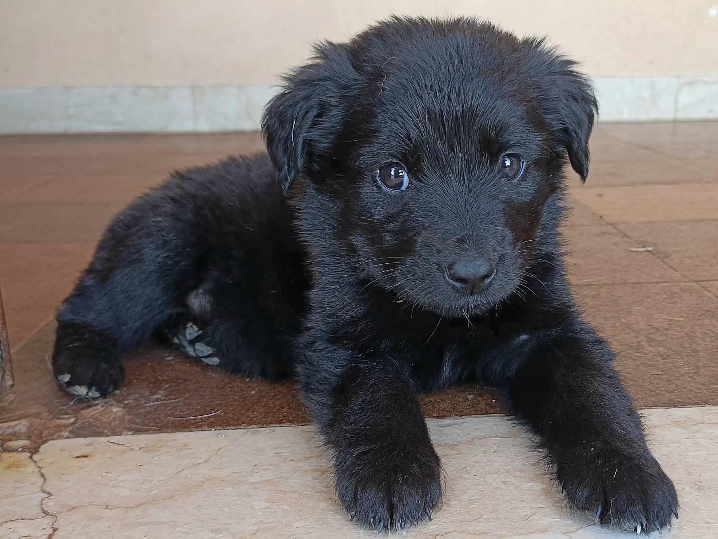 Adotta un cane, taglia media, femmina, Palermo