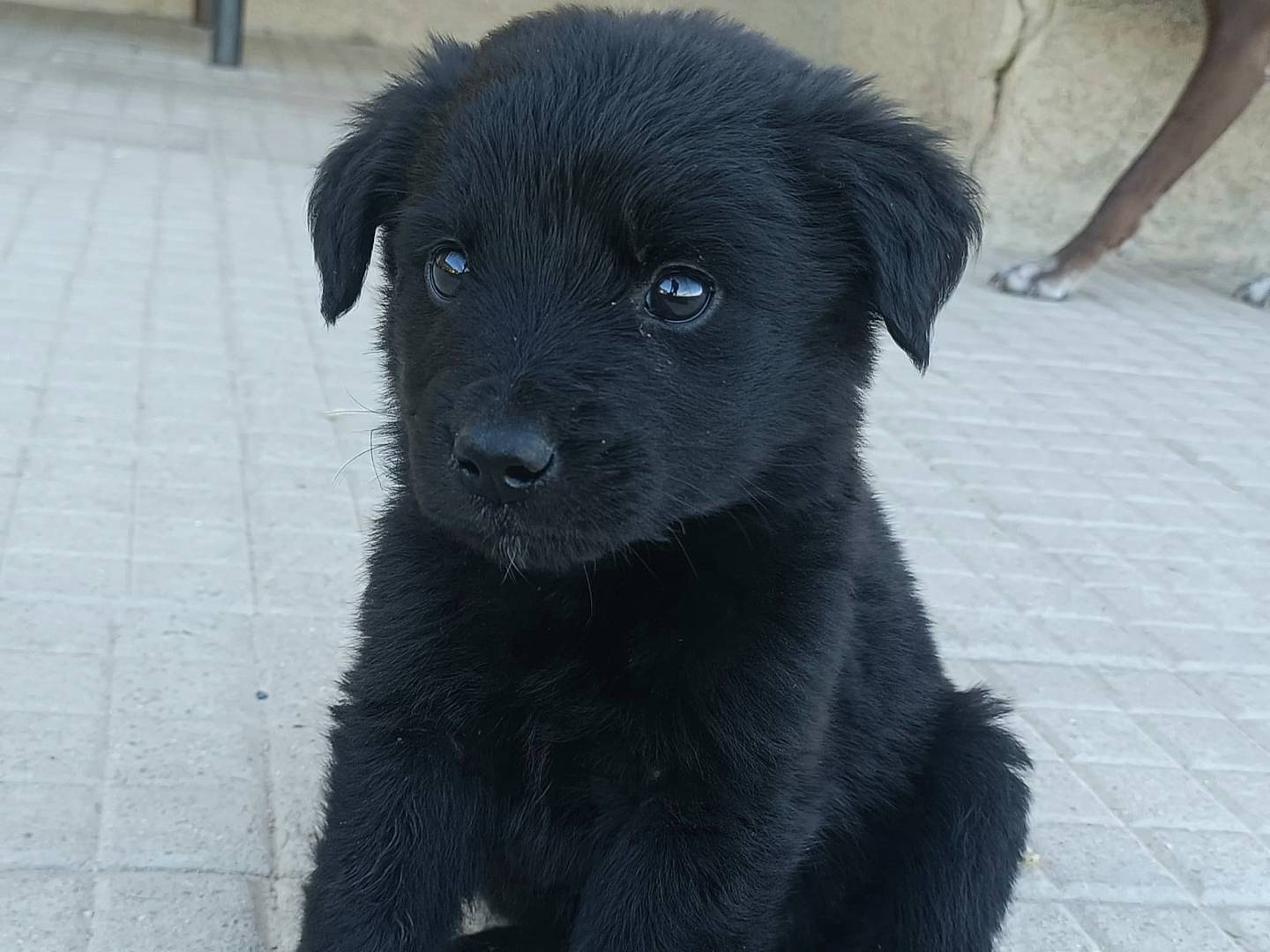 Vuoi adottare un cane a Palermo?
