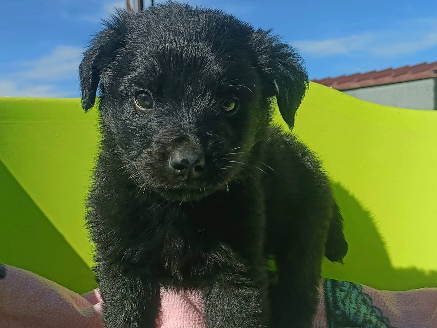 Adotta il cane Gazzosa  a Palermo