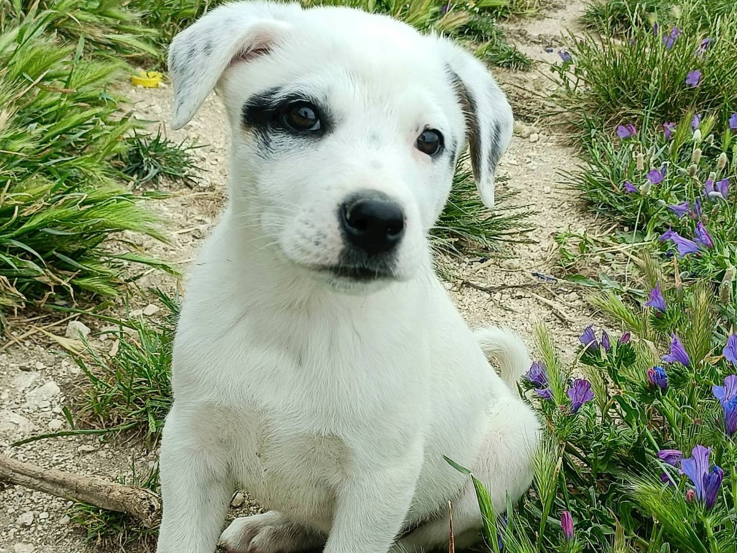 Adotta un cane, maschio, 2 mesi, Palermo