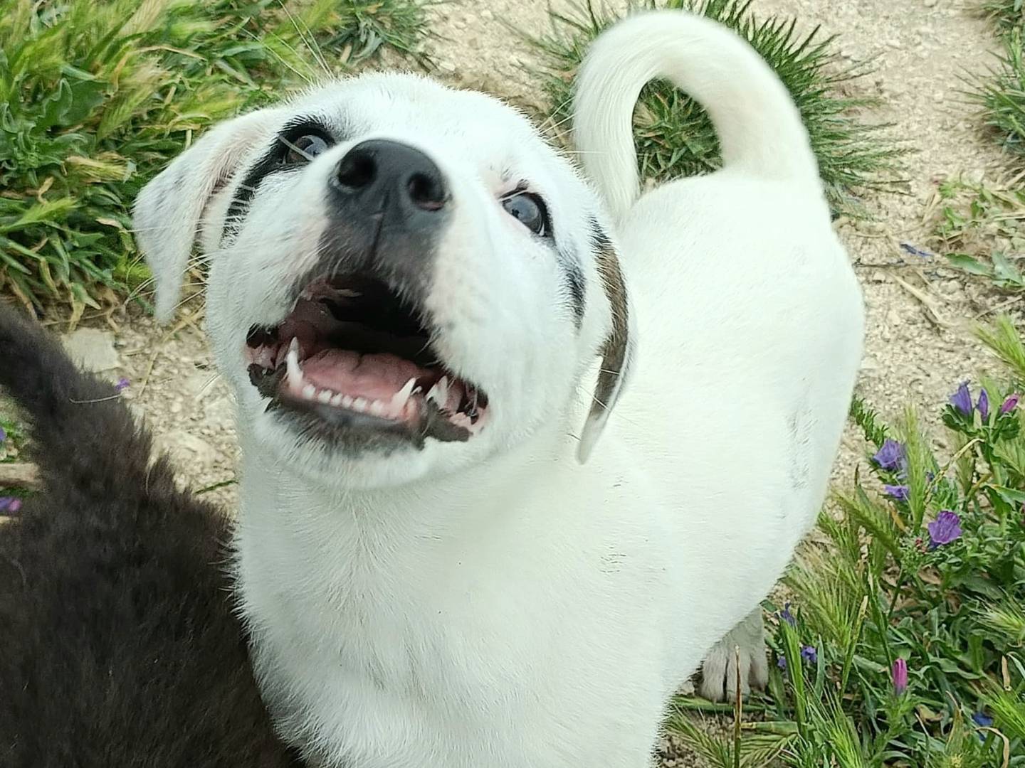 Adotta un cane, taglia media, maschio, Palermo