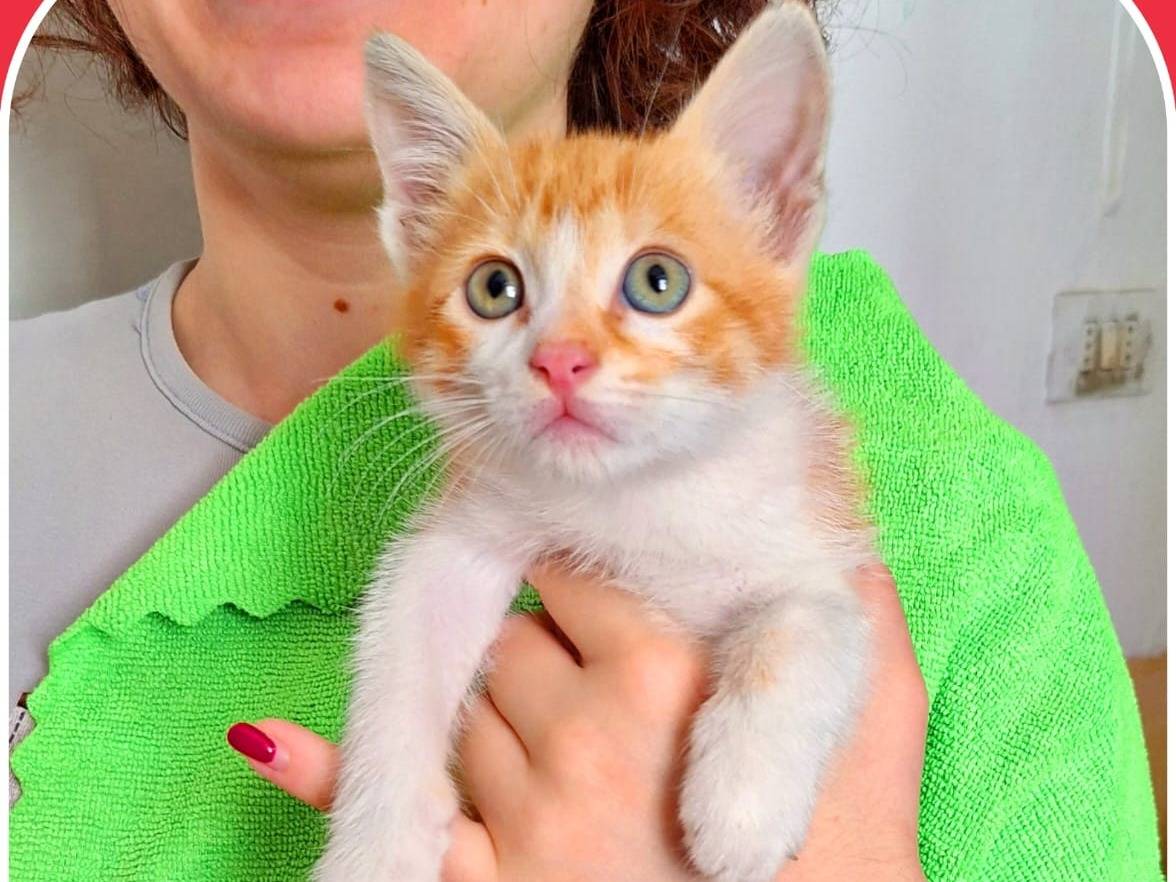Adotta un gatto, maschio, 3 mesi, Milano