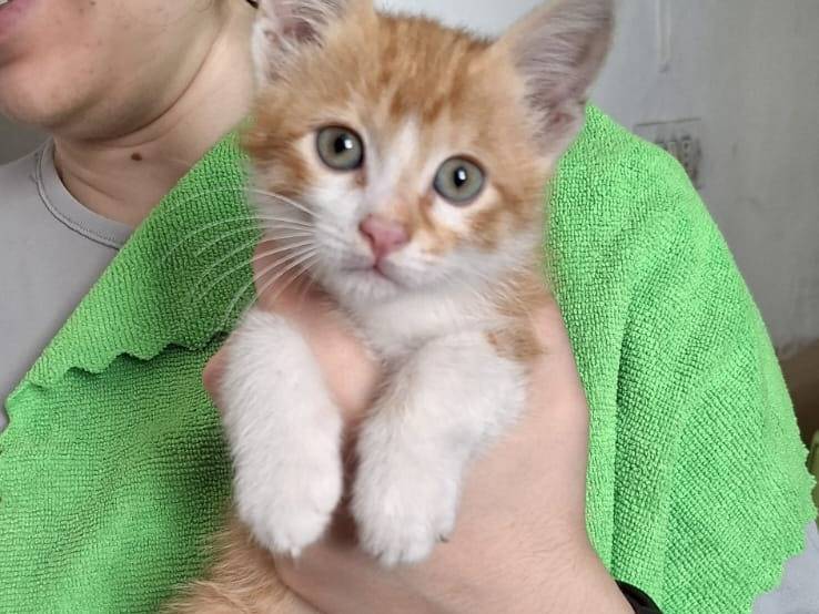 Adotta un gatto, taglia non valida, maschio, Milano