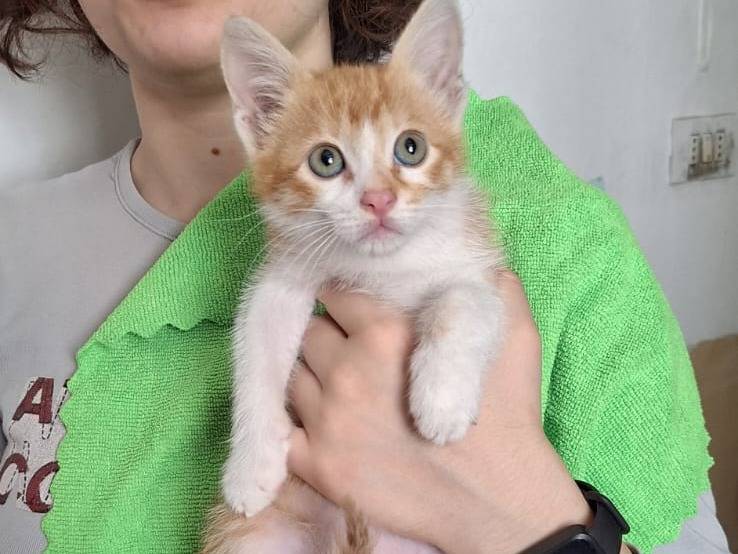 Vuoi adottare un gatto a Milano?