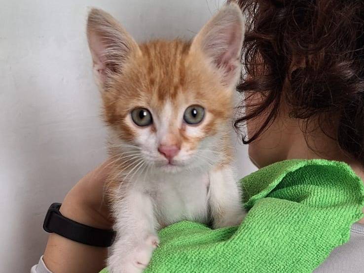 Adotta il gatto Ed Sheeran you are Perfect a Milano