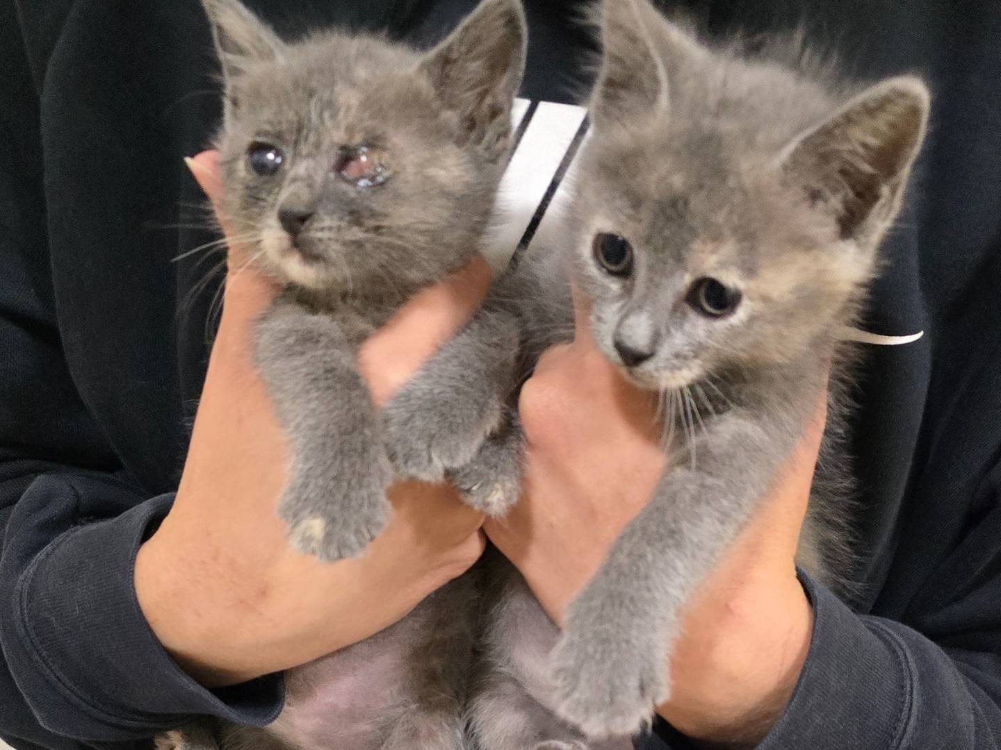 Adotta un gatto, femmina, 2 mesi, Bari