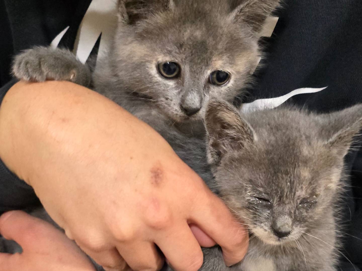 Adotta un gatto, taglia non valida, femmina, Bari